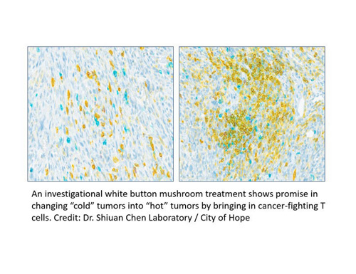 changing “cold” tumors into “hot” tumors 