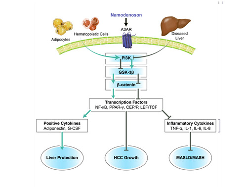 Namodenoson mechanism of action