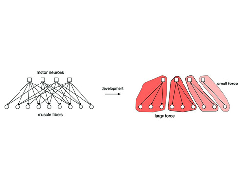 The nervous system's matchmaker 