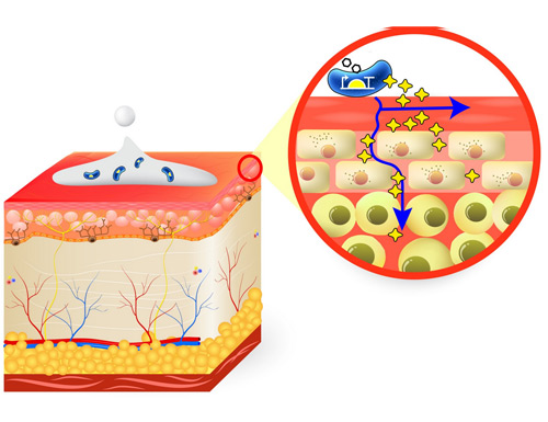 RVB Cellsdelivering continuous therapy on skin 